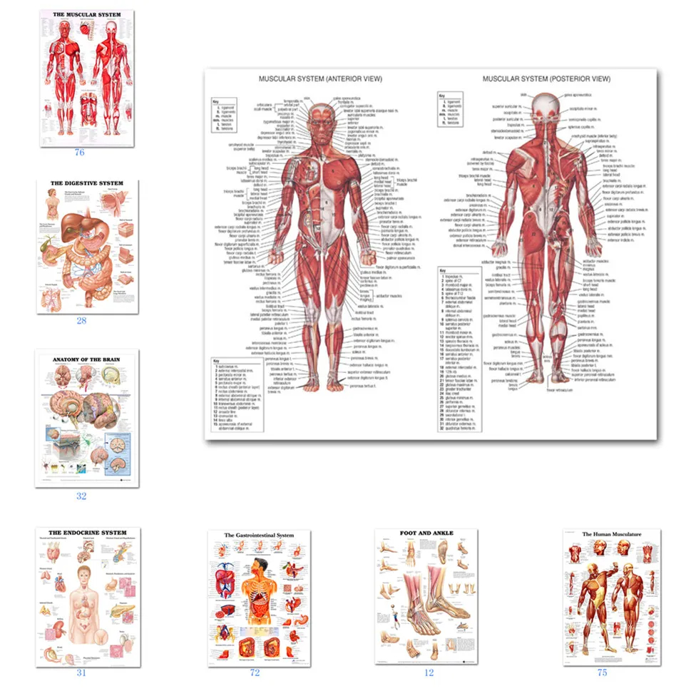 Body Oil - (2D canvas painting) Muscular System Posters